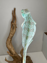 Load image into Gallery viewer, Close-up of young Panther Chameleon showing early vibrant red coloration