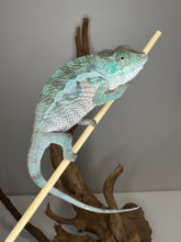 Load image into Gallery viewer, Juvenile Future Red Panther Chameleon with sweet temperament perched on branch