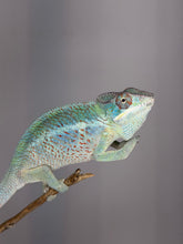 Load image into Gallery viewer, Young Ambilobe Panther Chameleon showing heavy red rain across a golden yellow background.
