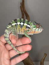 Load image into Gallery viewer, Panther Chameleon basking under natural light