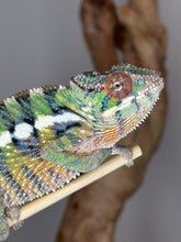 Load image into Gallery viewer, Close-up of Sambava x Ambilobe Panther Chameleon head