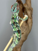 Load image into Gallery viewer, Hand-tame Sambava x Ambilobe Panther Chameleon