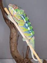 Load image into Gallery viewer, Vibrant juvenile Panther Chameleon hybrid perched on branch