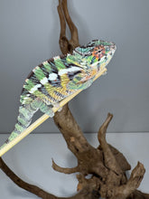 Load image into Gallery viewer, Side profile of young Panther Chameleon with vibrant reds and greens