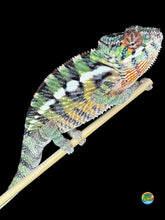 Load image into Gallery viewer, Juvenile Sambava x Ambilobe hybrid Panther Chameleon showing bold red and green colors
