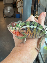 Load image into Gallery viewer, Chameleon perched showing vibrant color contrast
