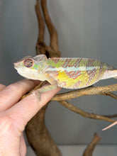 Load image into Gallery viewer, Marley Sambava male panther chameleon climbing with strong grip and structure