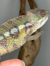 Load image into Gallery viewer, Marley Sambava male panther chameleon showing developing reds, yellows, and greens