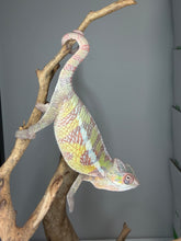 Load image into Gallery viewer, Marley Sambava male panther chameleon perched calmly on a branch