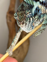 Load image into Gallery viewer, Slightly sassy Ambanja Panther Chameleon displaying vibrant blue undertones
