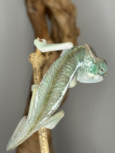 Load image into Gallery viewer, Shy Ambanja Panther Chameleon photographed in natural lighting