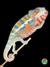 Load image into Gallery viewer, Juvenile male Ambilobe Panther Chameleon from Aslan x Flash bloodline, a little shy on camera