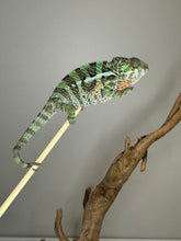 Load image into Gallery viewer, Young Ambilobe Panther Chameleon exploring