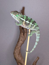 Load image into Gallery viewer, Close-up of Ambilobe baby showing soft green and blue colors