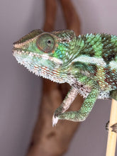 Load image into Gallery viewer, Close-up of Ambilobe’s head showing subtle golden highlights