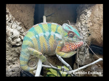 Load image into Gallery viewer, Yellow Body Blue Bar Sire, Akiedis from Ramblin' Exotics