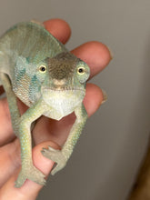 Load image into Gallery viewer, Calm juvenile male Panther Chameleon showing green and yellow hues under natural light