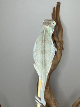 Load image into Gallery viewer, Sire Aslan and dam sire Flash for reference of Rainbow Skittles Panther Chameleon