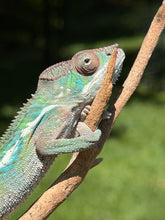 Load image into Gallery viewer, Calm male Panther Chameleon beginning his color transformation journey