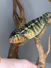 Load image into Gallery viewer, Young Panther Chameleon with a fun spicy personality and colorful genetics