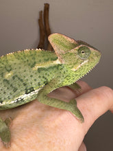 Load image into Gallery viewer, Close-up of female veiled chameleon’s head, highlighting her expressive eyes and playful attitude