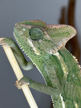 Load image into Gallery viewer, Spicy female veiled chameleon displaying vibrant colors and lively personality while perched on a branch