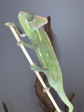 Load image into Gallery viewer, Full-body view of captive-bred female veiled chameleon on a branch, healthy and alert