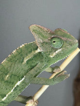 Load image into Gallery viewer, Female veiled chameleon being gently held, showing her spirited yet personable nature