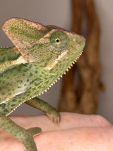 Load image into Gallery viewer, Female veiled chameleon in her well-maintained enclosure, highlighting climbing space and greenery