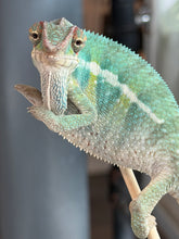 Load image into Gallery viewer, A close-up of a male panther chameleon perched on a small stick, with its front legs raised and a textured skin pattern in green, blue, and cream tones against a blurred indoor background.