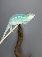 Load image into Gallery viewer, A small male panther chameleon perched on a thin stick against a plain gray background, with a blurred brown branch behind it.