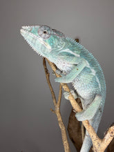 Load image into Gallery viewer, Close-up of adult Surprise Panther Chameleon displaying calm expression and detailed facial features