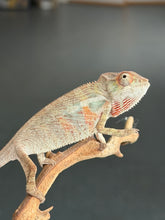 Load image into Gallery viewer, Young Surprise Panther Chameleon perched naturally on a branch.