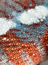 Load image into Gallery viewer, Surprise Panther Chameleon with orange-red and developing blue coloration