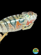 Load image into Gallery viewer, Side profile of a surprise young male Panther Chameleon with emerging icy blue bars and bright orange coloration.