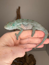 Load image into Gallery viewer, Healthy Red Panther Chameleon juvenile with developing vibrant reds
