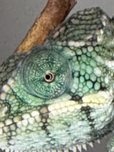 Load image into Gallery viewer, Close-up of juvenile panther chameleon with teal and green tones