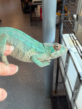 Load image into Gallery viewer, Ambilobe Panther Chameleon with deep teal tones and strong saturation
