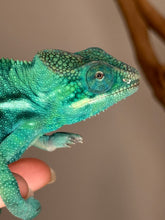 Load image into Gallery viewer, Close-up of True Blue Nosy Be Panther Chameleon showing vibrant blue tones