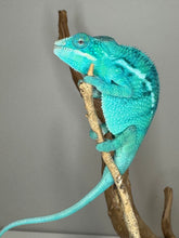 Load image into Gallery viewer, Vibrant blue and aqua colors of True Blue Nosy Be Panther Chameleon