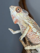 Load image into Gallery viewer, Male Ambilobe Panther Chameleon displaying striking turquoise bars against a colorful background.