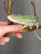 Load image into Gallery viewer, Young male Ambilobe Panther Chameleon displaying bold blue bars and bright turquoise accents.