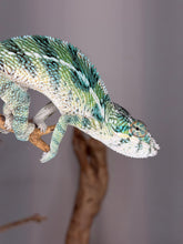 Load image into Gallery viewer, Captive-bred Ambilobe Panther Chameleon developing turquoise accents and rich yellow coloration.
