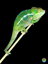 Load image into Gallery viewer, Gorgeous green Unicorn Surprise Panther Chameleon perched on branch