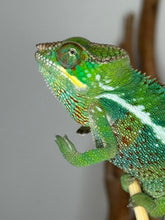 Load image into Gallery viewer, Vibrant green panther chameleon resting on a natural vine