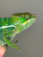 Load image into Gallery viewer, Stunning Unicorn Surprise Panther Chameleon displaying vivid green and gold hues on a branch