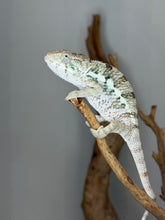 Load image into Gallery viewer, Side profile of Unicorn Surprise Panther Chameleon highlighting white tones and color development