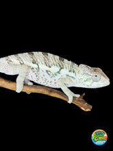 Load image into Gallery viewer, Unicorn Surprise Panther Chameleon showing creamy white coloration with emerging red and blue accents