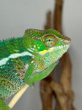 Load image into Gallery viewer, Unique shades of turquoise and gold on a young male chameleon