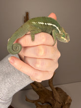Load image into Gallery viewer, Ambilobe Panther Chameleon with unique, colorful body patterns